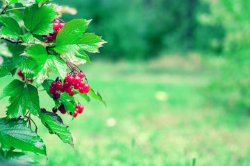 Cluster of Viburnum on natural green background