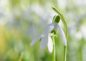 Spring snowdrop 