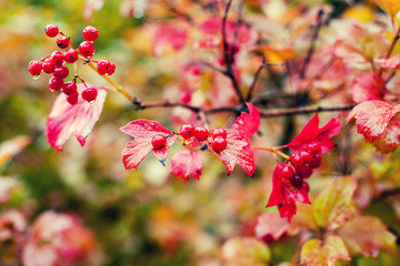 Cluster of Viburnum in autumn