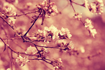 Obraz premium Vintage blossoming apple tree