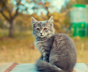 Portrait of siberian kitten outdoor in autumn