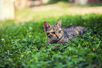 Stray kitten lying in the clover