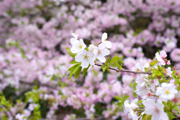 Beautiful cherry blossom sakura in spring time.