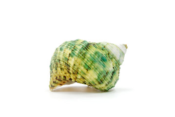 Sea shell on white background
