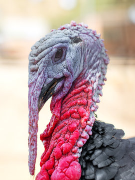 Close-up portrait of wild turkey.