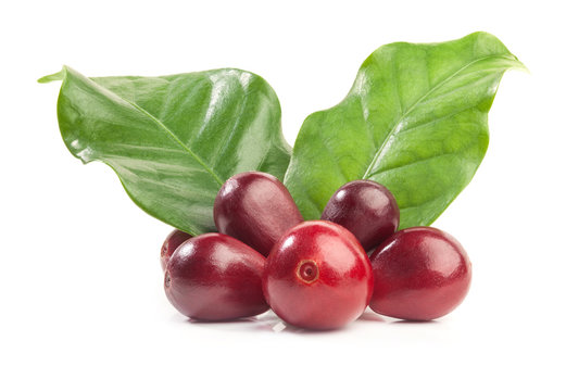 Red coffee beans isolated on white background