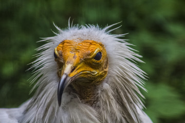 Egyptian Vulture