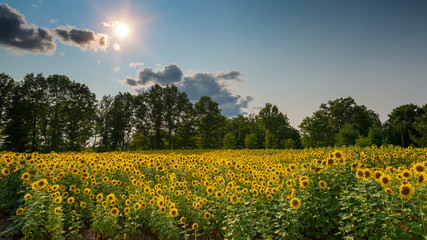 Sunflower field panorama with sun burst 