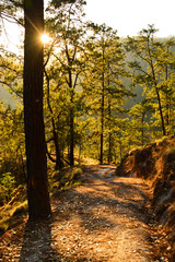 woods in Quiche, Guatemala
