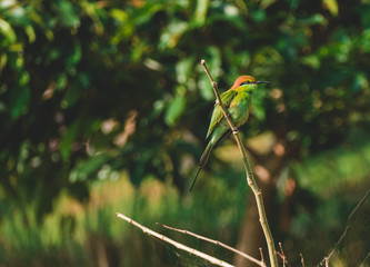  Bay-headed Bee-eater (Merops leschenaulti) is a species of bird