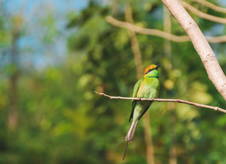  Bay-headed Bee-eater (Merops leschenaulti) is a species of bird