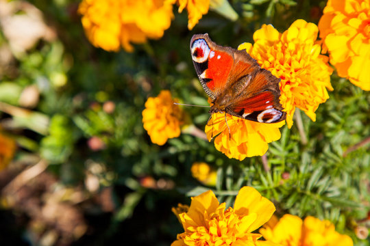 Amazing Peacock Butterfly on marigold flower. Summertime.