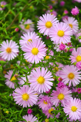 Autumn Flowers shrubby asters