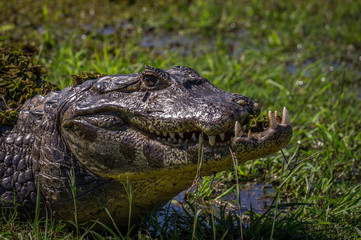 Yacare Caiman, crocodile in Pantanal, Paraguay