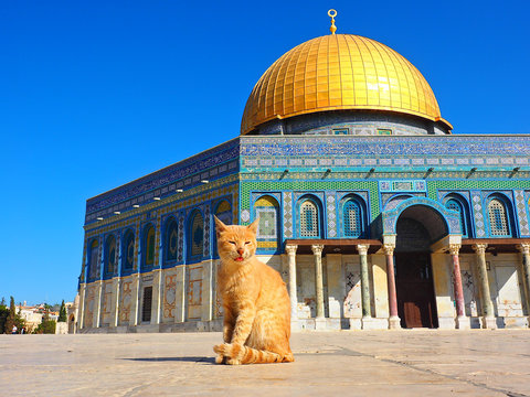 A Cat In Front Of Temple Mount,Jerusalem