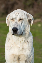 Big white labrador dog in the field