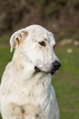 Fototapeta premium Big white labrador dog in the field