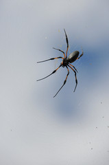 Black and Orange Nephila Inaurata Spider on her net in Reunion Island