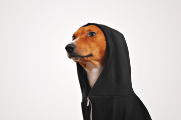 Fancy looking red and white basenji dog in black cotton hoodie with hood up looks on left, isolated on white