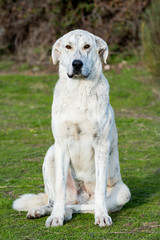 Big white labrador dog in the field