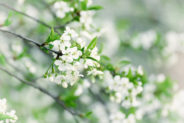 Blossoming of cherry flowers in spring time, natural seasonal vintage hipster background