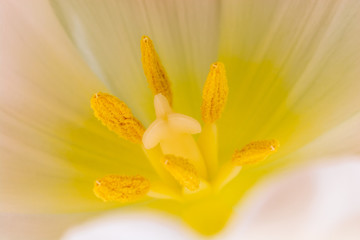Weiß gelbe Tulpe im Detail