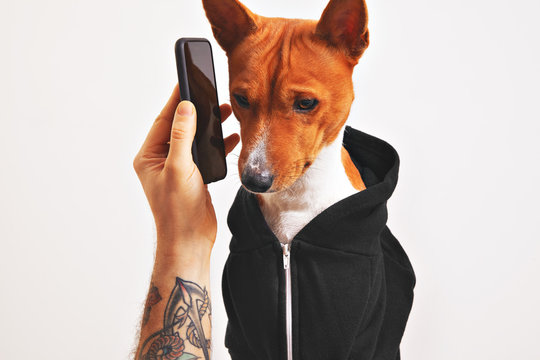 Cute dog in black hoodie listening attentively to smartphone held by a tattooed man's hand isolated on white