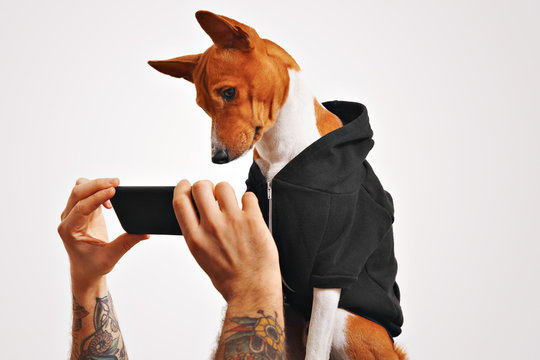 Cute doggie in casual streetwear clothes curiously watches a video on a black smartphone held by a man with tattooed arms on white background