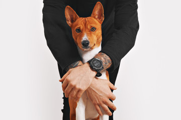 A man in black clothes is protecting his beautiful red and white basenji dog with disturbed face...