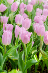Obraz premium beautiful colorful tulips flower field in garden