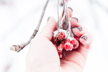 Red dry berries of wild ash in a woman hand covered by the first snow. Branch of rowan tree....