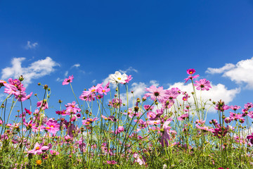 Obraz na płótnie Canvas Cosmos flowers in the garden with blue sky and clouds background in soft focus.