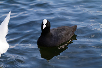 Mallard