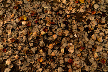 Autumn leaves