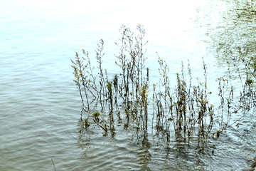 Grass in the lake