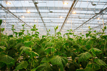 Cucumbers ripening in greenhouse