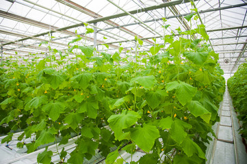 Cucumbers ripening in greenhouse