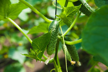 Cucumbers ripening in greenhouse