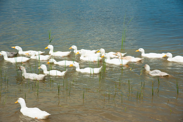 Domestic ducks on a pond