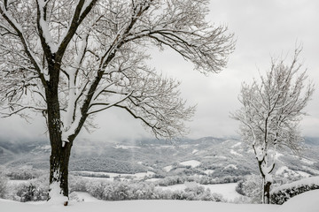Snowy landscape with Trees and Mountains