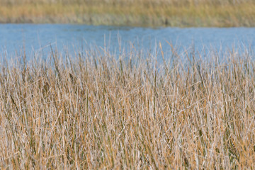 Dried Grass in March with Water in Background