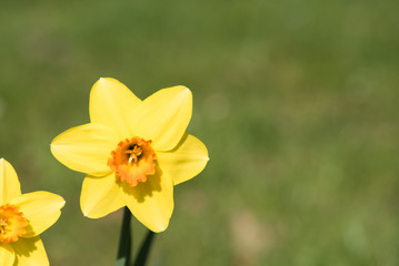 Fototapeta premium narzissenblüte