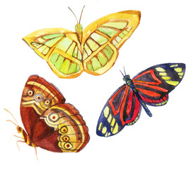 Watercolor butterflies