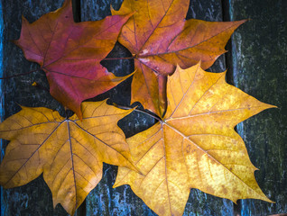 Naklejka na ściany i meble Maple leaves fall