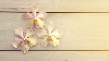 Pink orchid on a wooden background, vintage color.