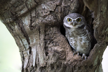 Owl, Spotted owlet (Athene brama) in tree hollow,Bird of Thailand