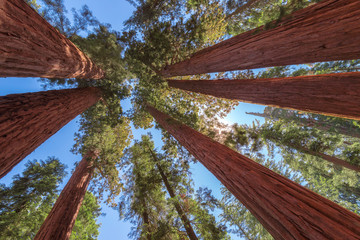 Sequoia Tree Rising to the Sky, Sequoia National Park, California 