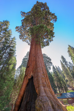 Huge Sequoia Trees In Sequoia National Park, California USA © lucky-photo