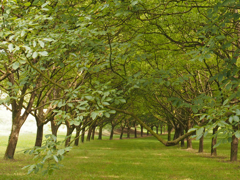 Verger de noyers