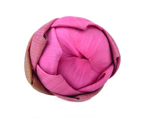 lotus flower isolated on white background